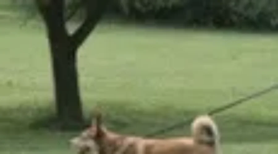 Keep Your Pets Cool On Hot And Humid Days