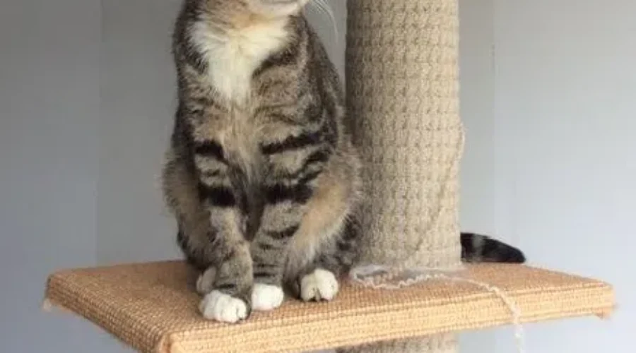 UPDATE: Justice May Be Coming For The Crate Cats and Dog