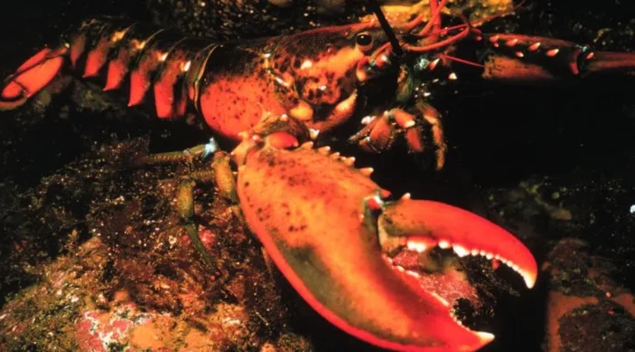 Lobster Fishermen Adopting New Conservation Measures