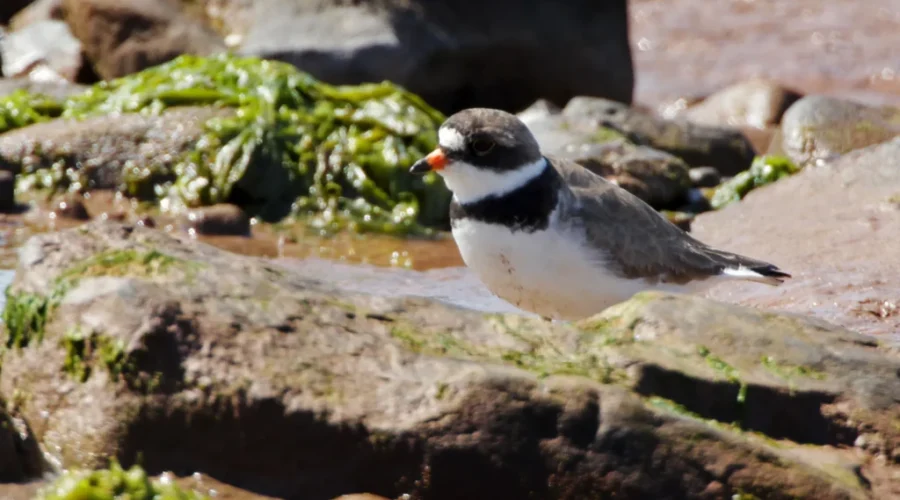Nature Conservancy Of Canada Concerned With Significant Drop In Migratory Shore Bird Population