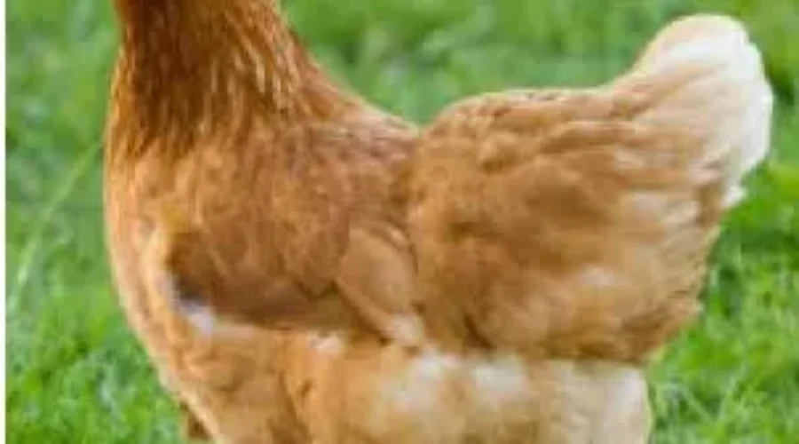 UPDATE: No Backyard Chickens For Riverview