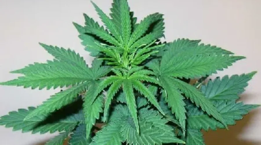 New Health Canada Regulations Will Permit Canadians To Grow Their Own Pot