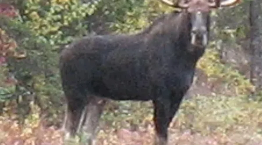 Annual NB Moose Hunt Begins Tomorrow