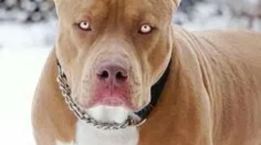 Greater Moncton SPCA Ready To Take Pitbulls From Montreal