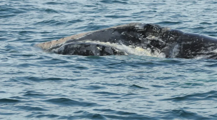 Unhealthy Right Whales In Bay Of Fundy Causing Concern