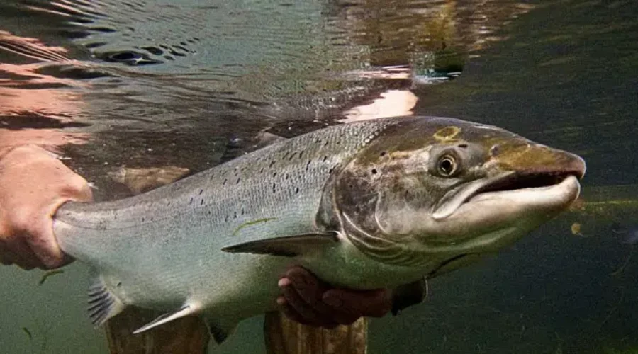 Atlantic Salmon Released Into Rivers Of Fundy National Park