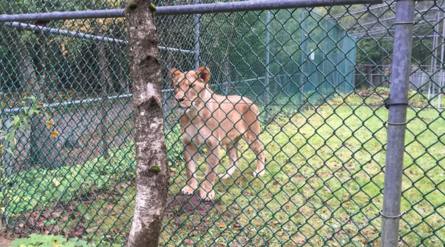 Brother and Sister Lions Arrive At Cherry Brook Zoo