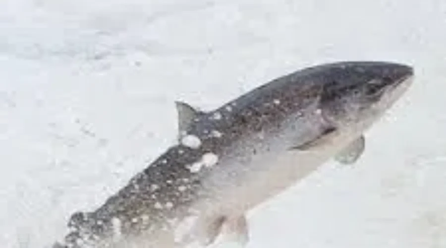 Aquaculture Regulations In Province Said To Be Outdated
