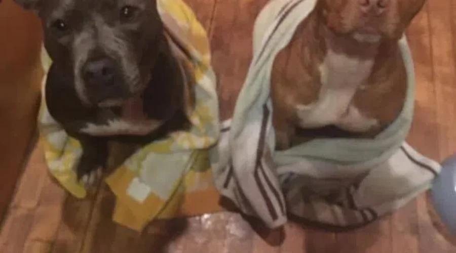 Dog Walk Tomorrow In Saint John To Show Support For Pit Bulls and Owners