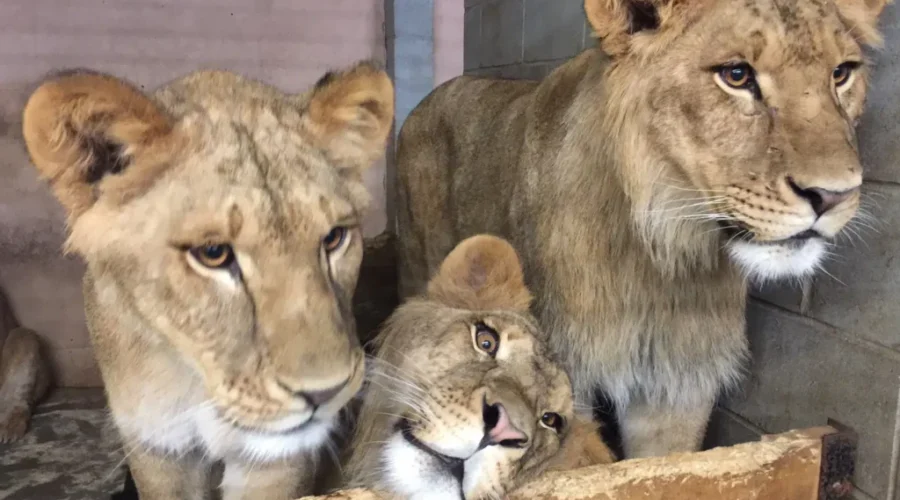 Two African Lions Are Coming to the Cherry Brook Zoo