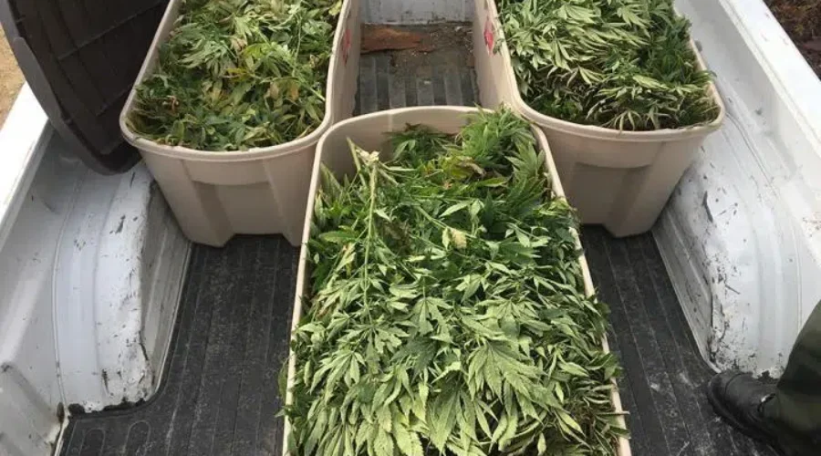 Man Arrested After Marijuana Plants Seized