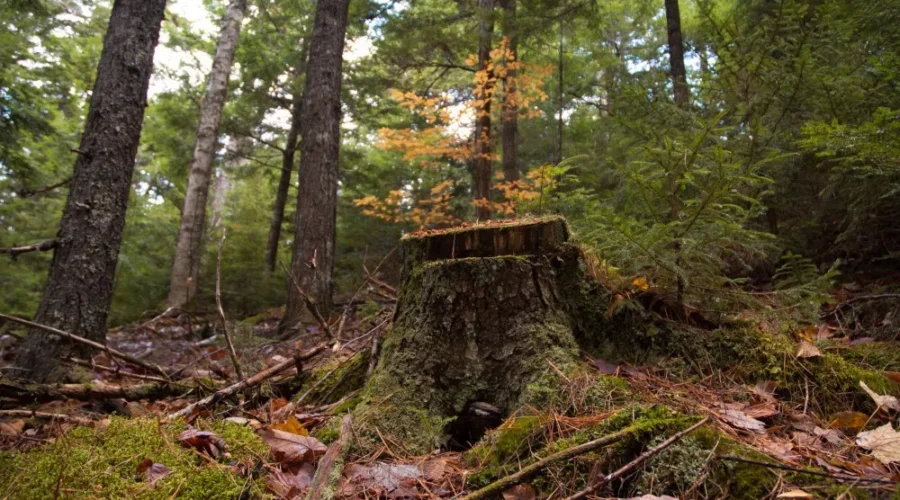 Cap And Trade Program Could Mean Millions For N.B. Woodlot Owners, Group Says