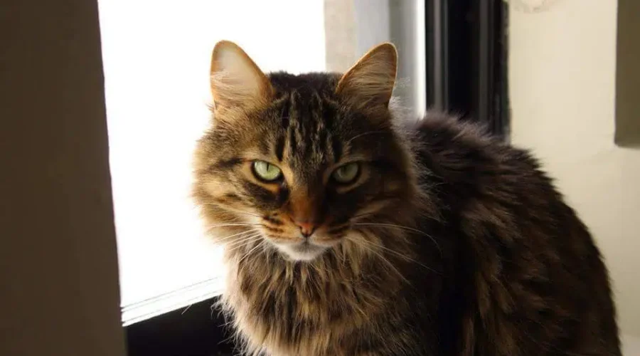 Missing Saint John Cat Reunited With Owner Over 5,500 KM Away