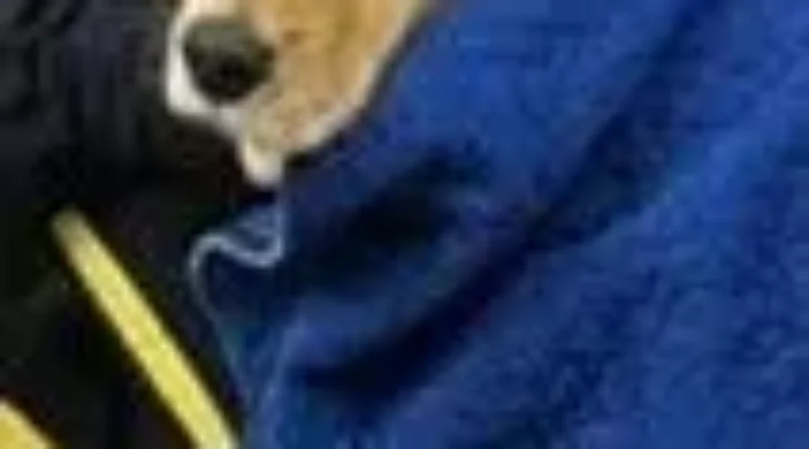 Two Dogs Rescued After Getting Stuck On Ice