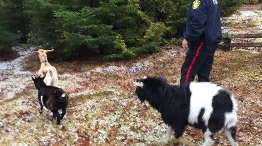 Saint John Police Rescue Three Abandoned Goats, Find Them New Home