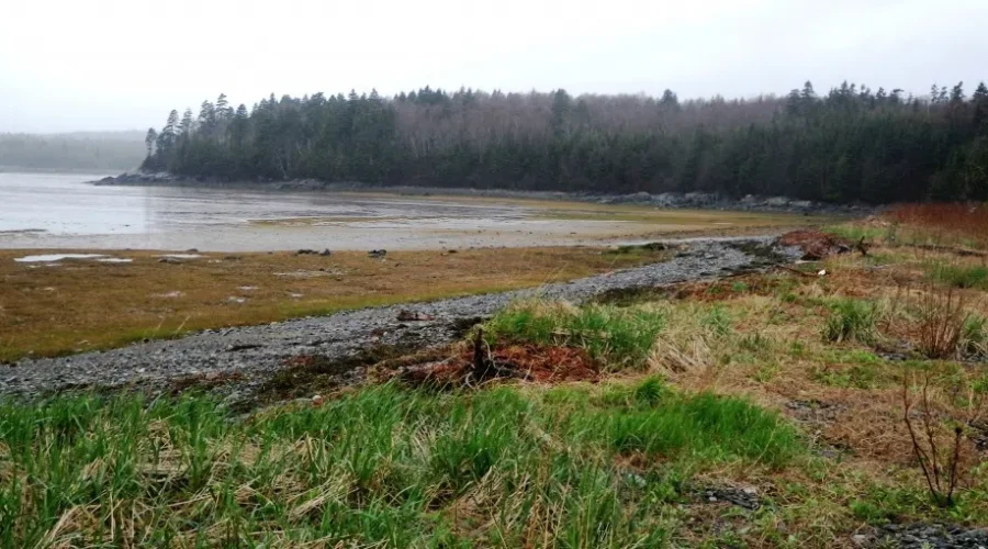 New Conservation Projects In The Works For Musquash