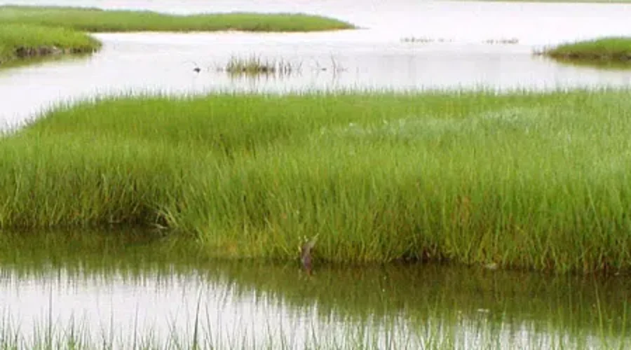 “We’ve Lost Too Many Wetlands”