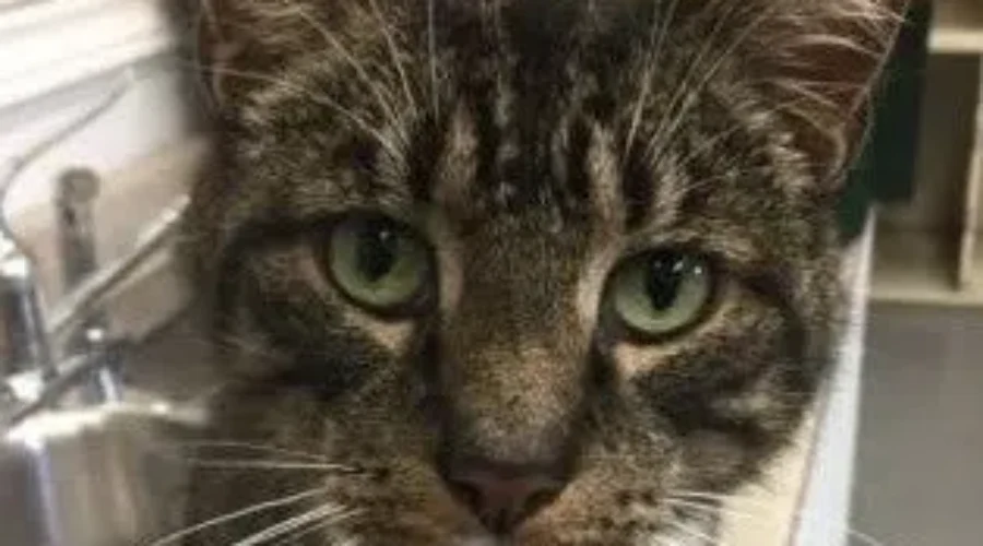 Fulltime Manager Needed At Animal Rescue Shelter In Saint John
