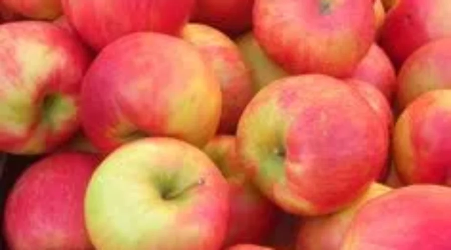 NB Apples Growers Association To Increase Production With More Trees