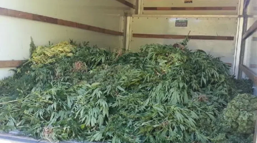 Organigram Issues Voluntary Recall Of Certain Lots Of Pot