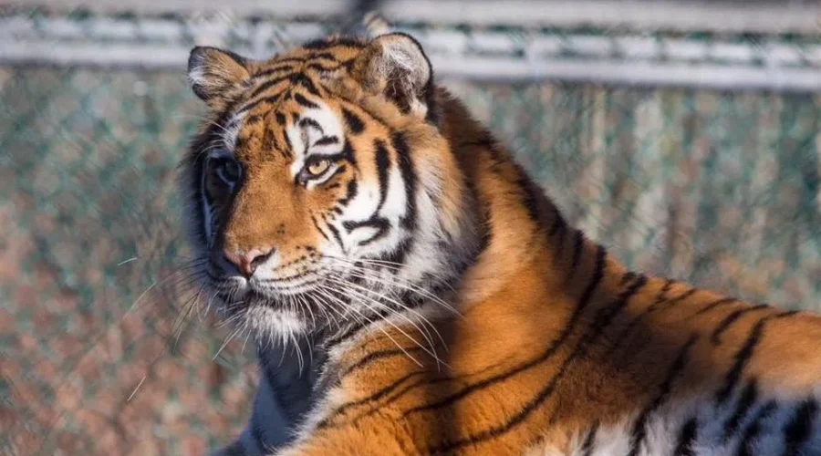 Decision To Slash Funding To Cherry Brook Zoo ‘Disappointing’