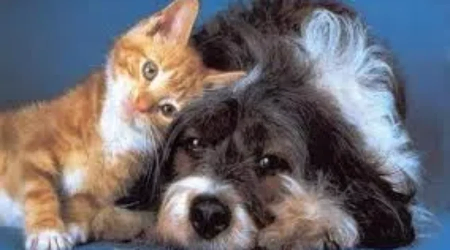 Animals To Be Given Greater Legal Protection