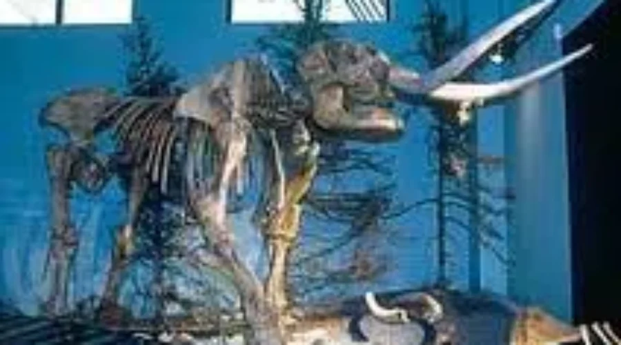 New Brunswick Museum “Twisting In The Wind”