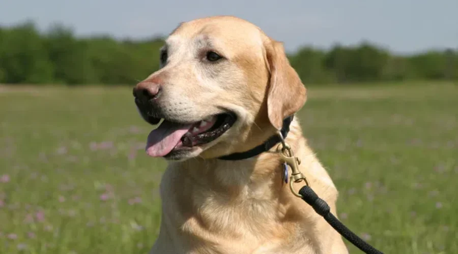 Moncton MLA Pleased With Introduction Of Bill For New Animal Protection Laws