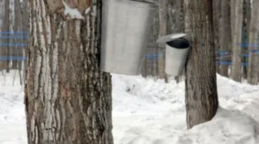 Slow Season For Maple Sugar Producers