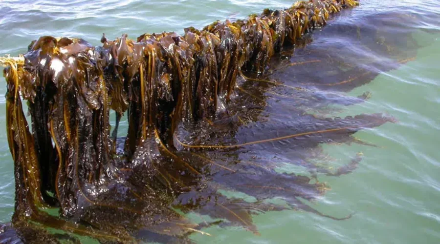 Seaweed Found In Bay Of Fundy Could Be Key To Parkinson’s Cure