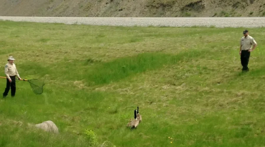 Family Of Geese Rescued From Highway Median