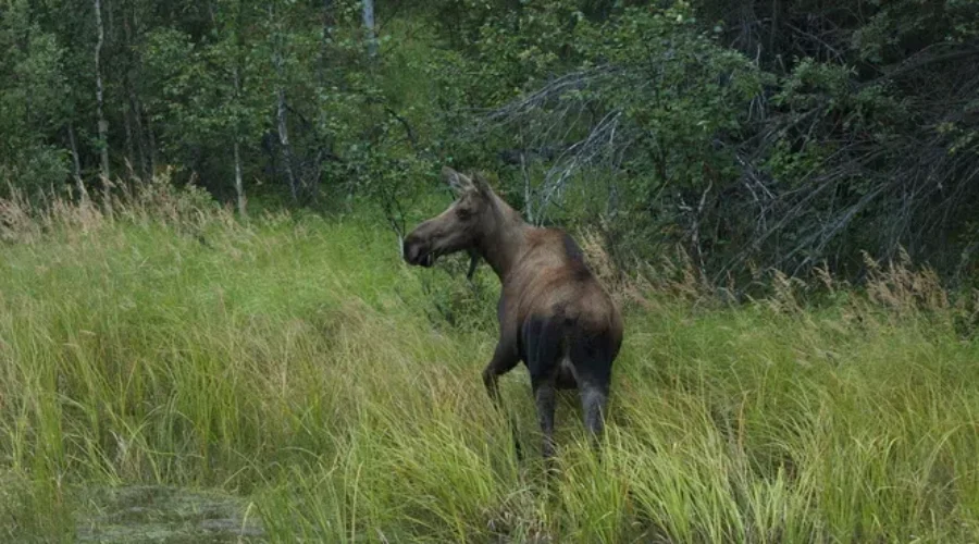 2017 NB Moose Draw Application Period Begins Today