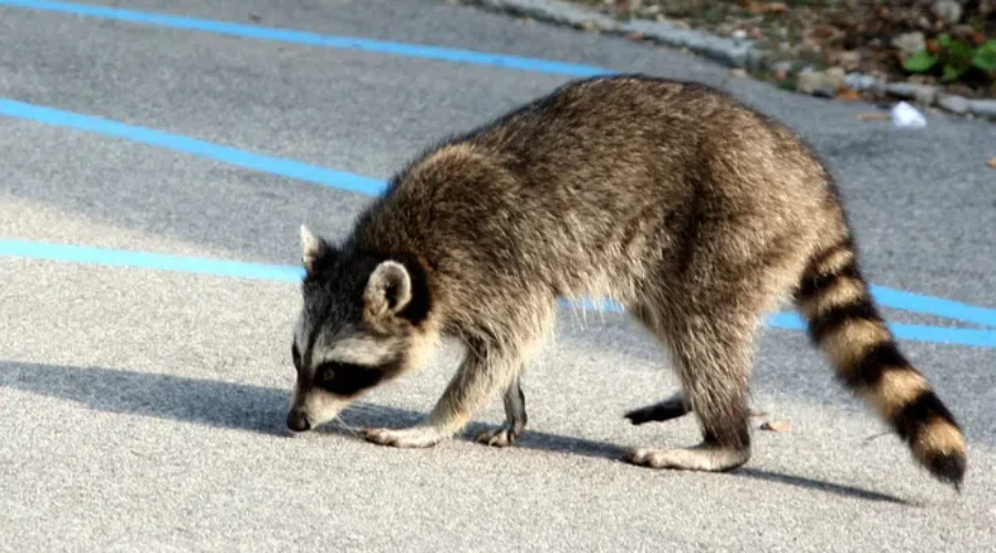 Do You Know How To Report An Animal With Rabies?