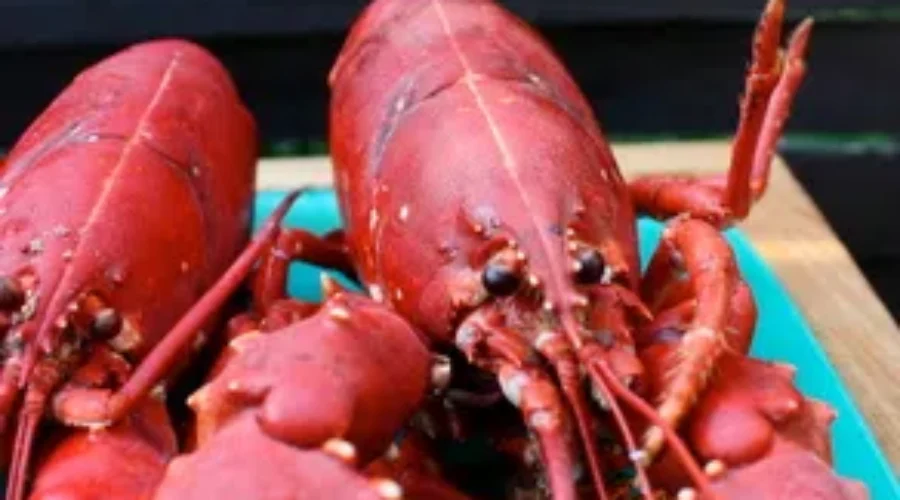 Maritime Lobster Becomes Hot Commodity
