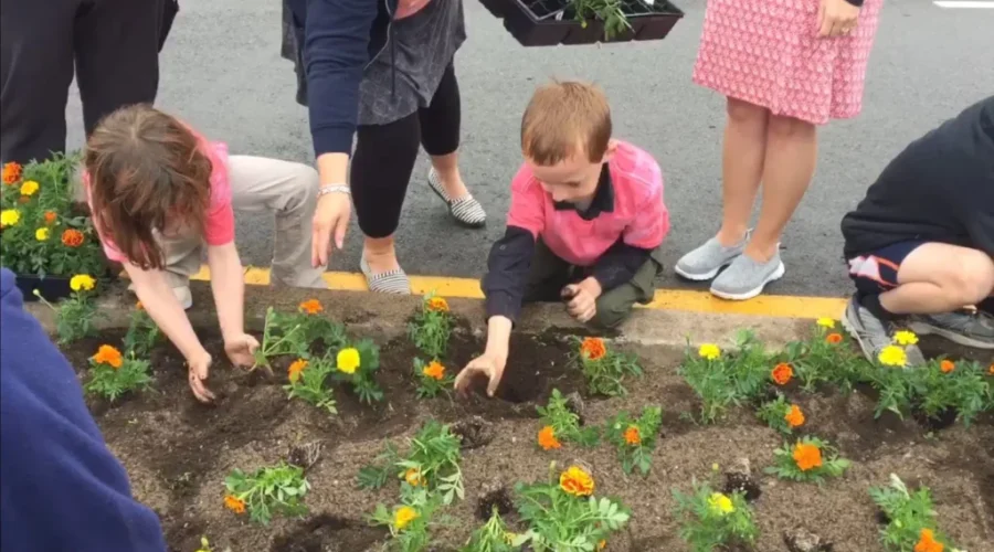 4 Million Marigolds Over 20 Years