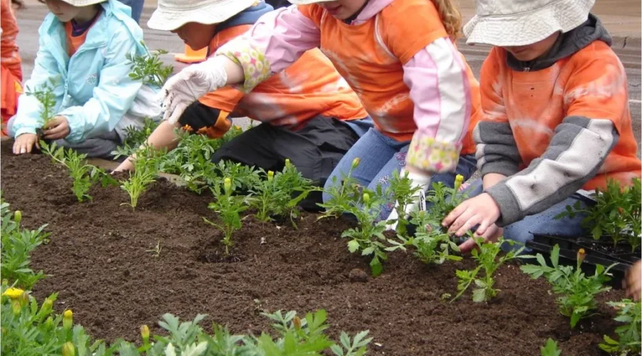 The Main Street Marigold Planting Is Coming Up Tomorrow