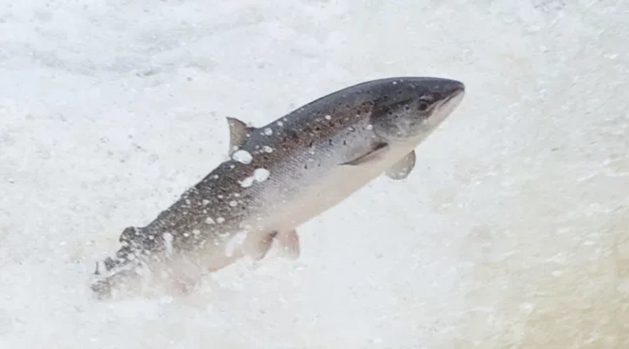 Salmon Numbers Not Good