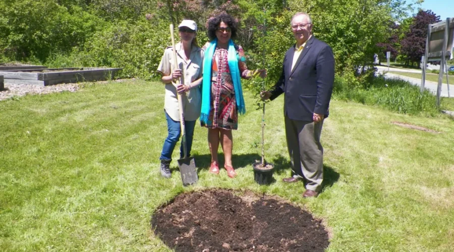 Vimy Oak Tree Plantings In Two Towns