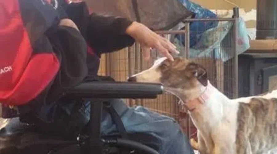 Greyhound Brings New Happiness To Man With Cerebral Palsy