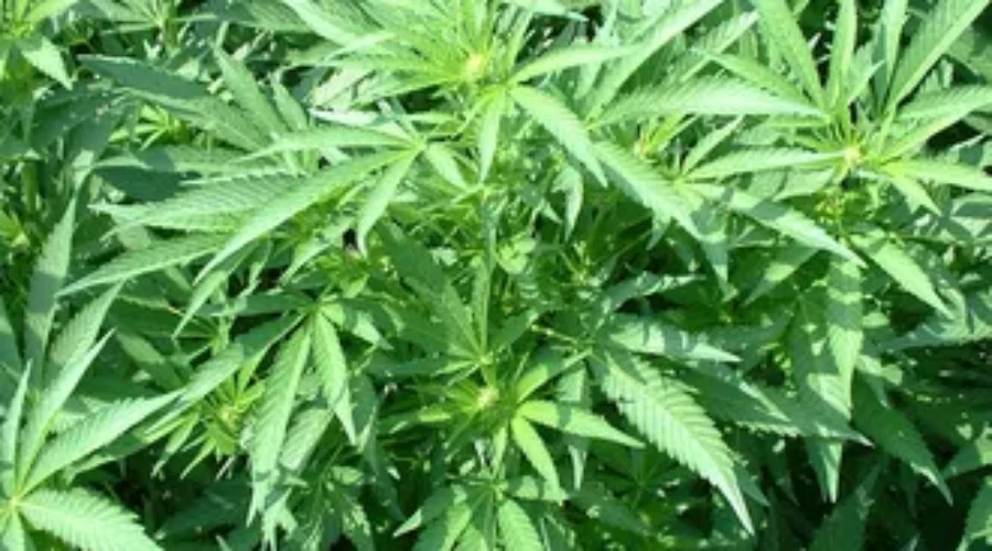 Public Hearings Planned To Receive Input On Legalization Of Pot