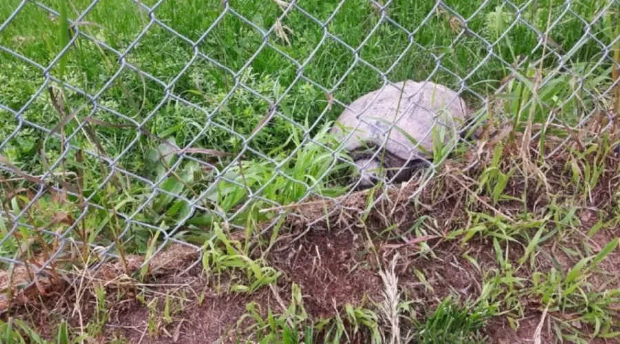 Turtle Sightings Common At This Time Of Year