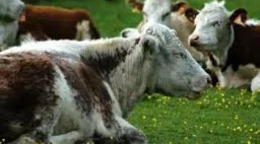 Beef Industry Wants To Expand In Maritimes