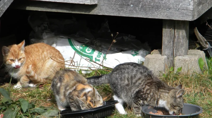 CARMA Survey Bringing Clarity To Homeless Cat Situation In NB