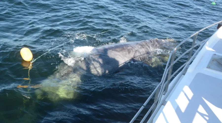 Saved! A North Atlantic Right Whale Entangled In Fishing Gear Successfully Rescued