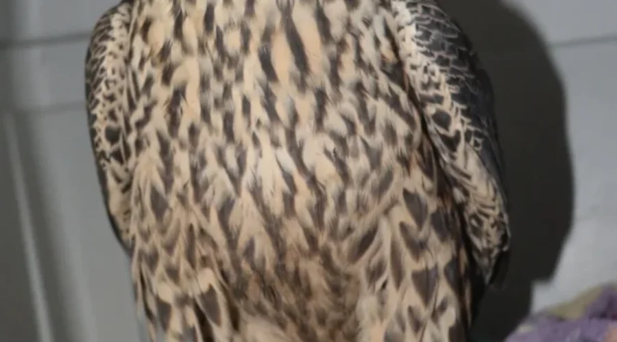 Two Peregrine Falcons Found Injured In SE New Brunswick