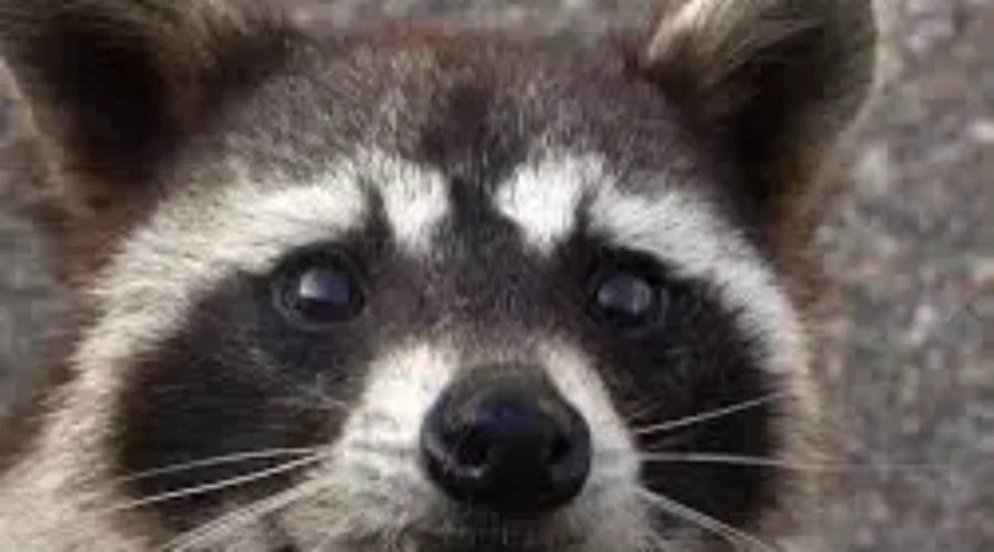 Police Get Racoon Call