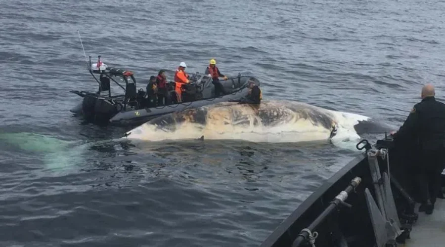 North Atlantic Right Whale Death Toll Reaches At Least Nine