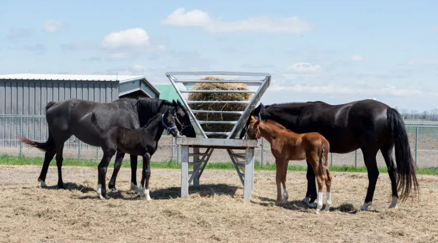 14 RCMP Foals Have Names Now, Thanks To Young Canadians