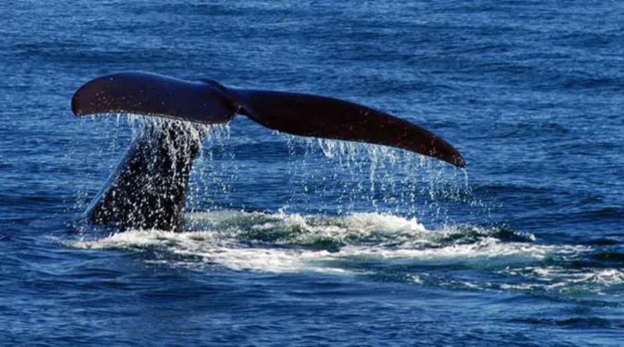 Man Dies Rescuing Whale
