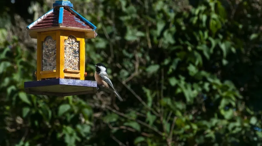 Wildlife Experts Issue A Warning To Take Bird Feeders Down